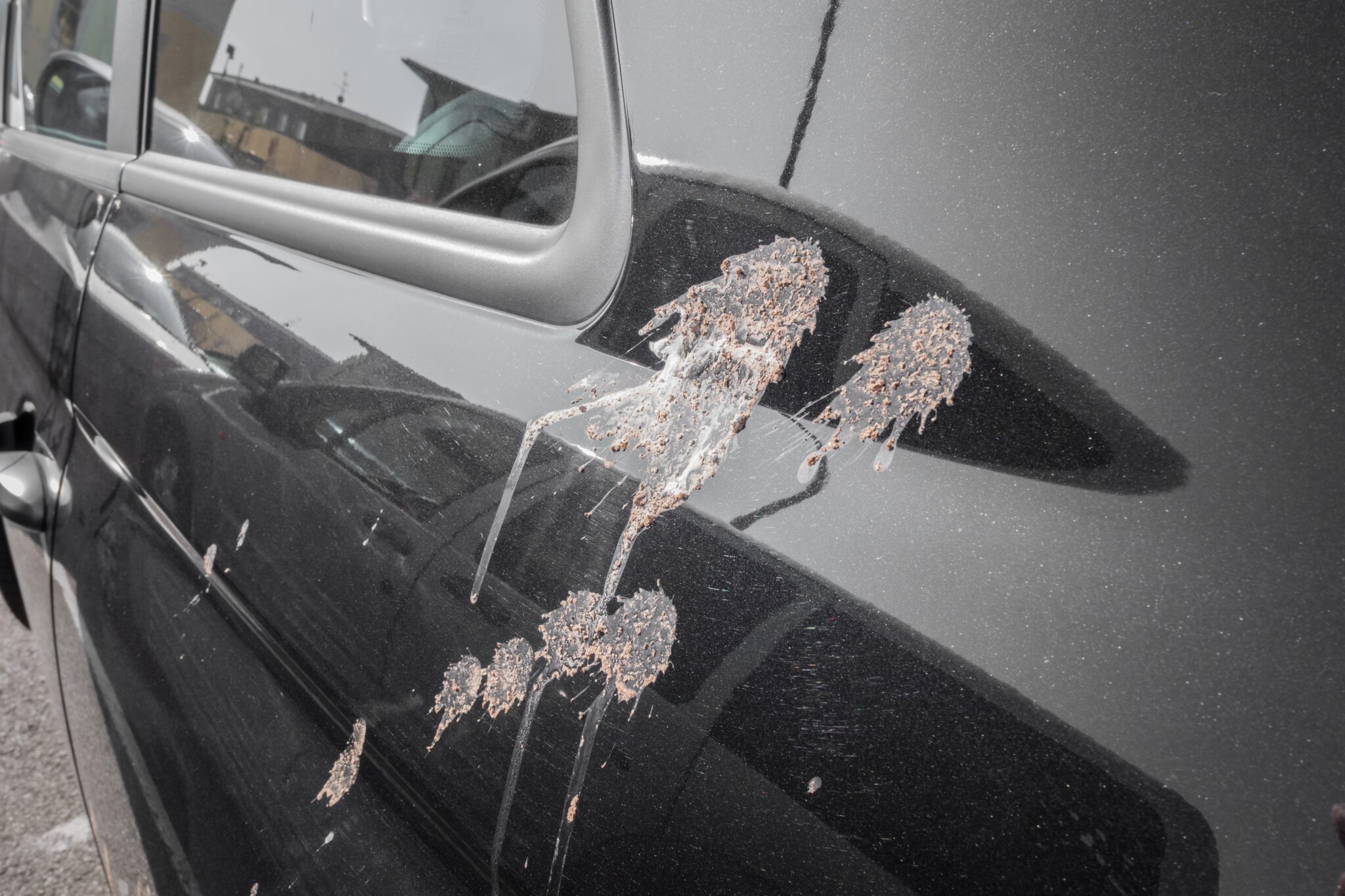 Bird Poo and Your Car Paint